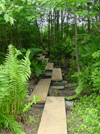 wood plank bridge
